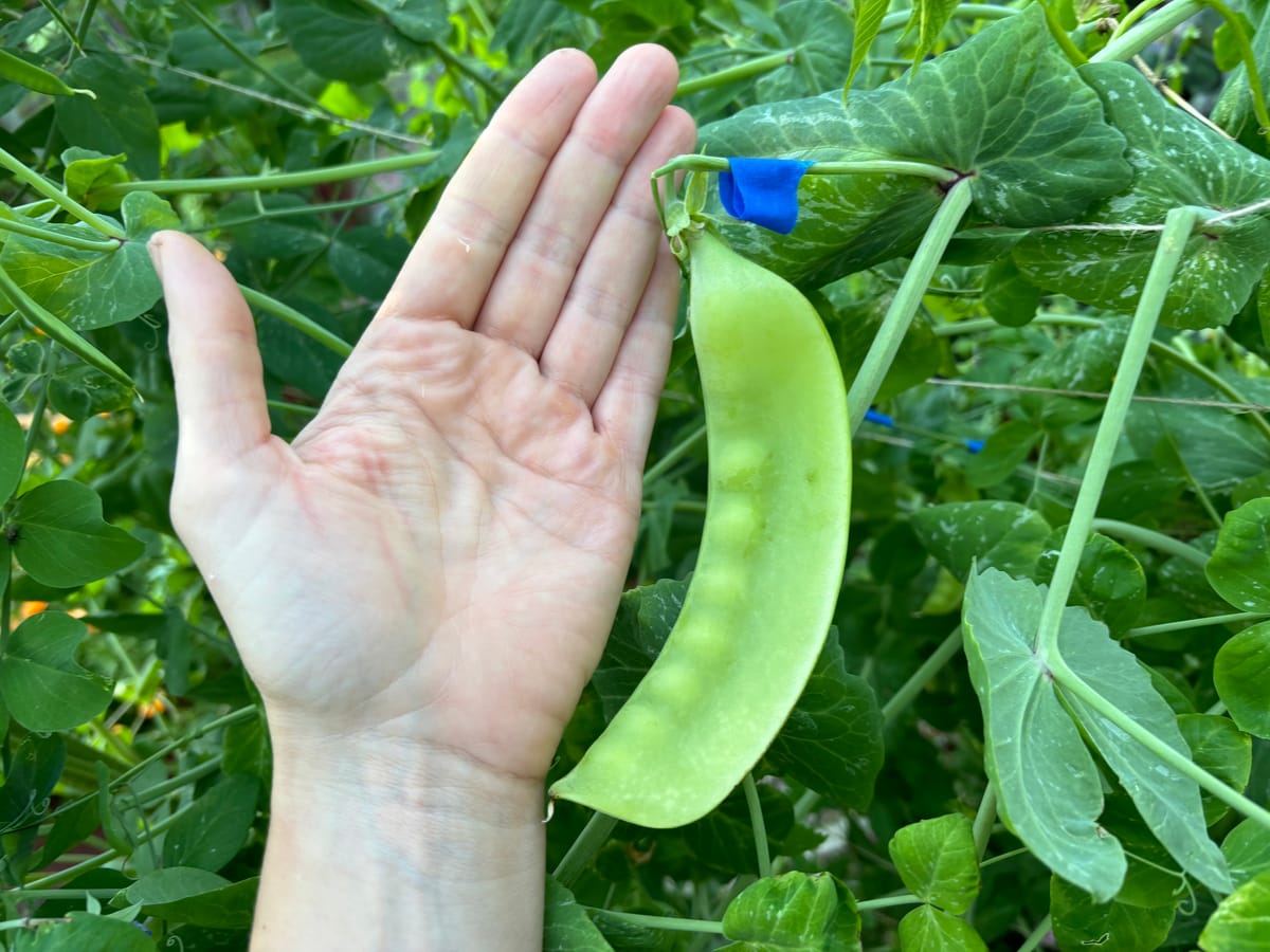 Lokförare Bergfälts jätteärt