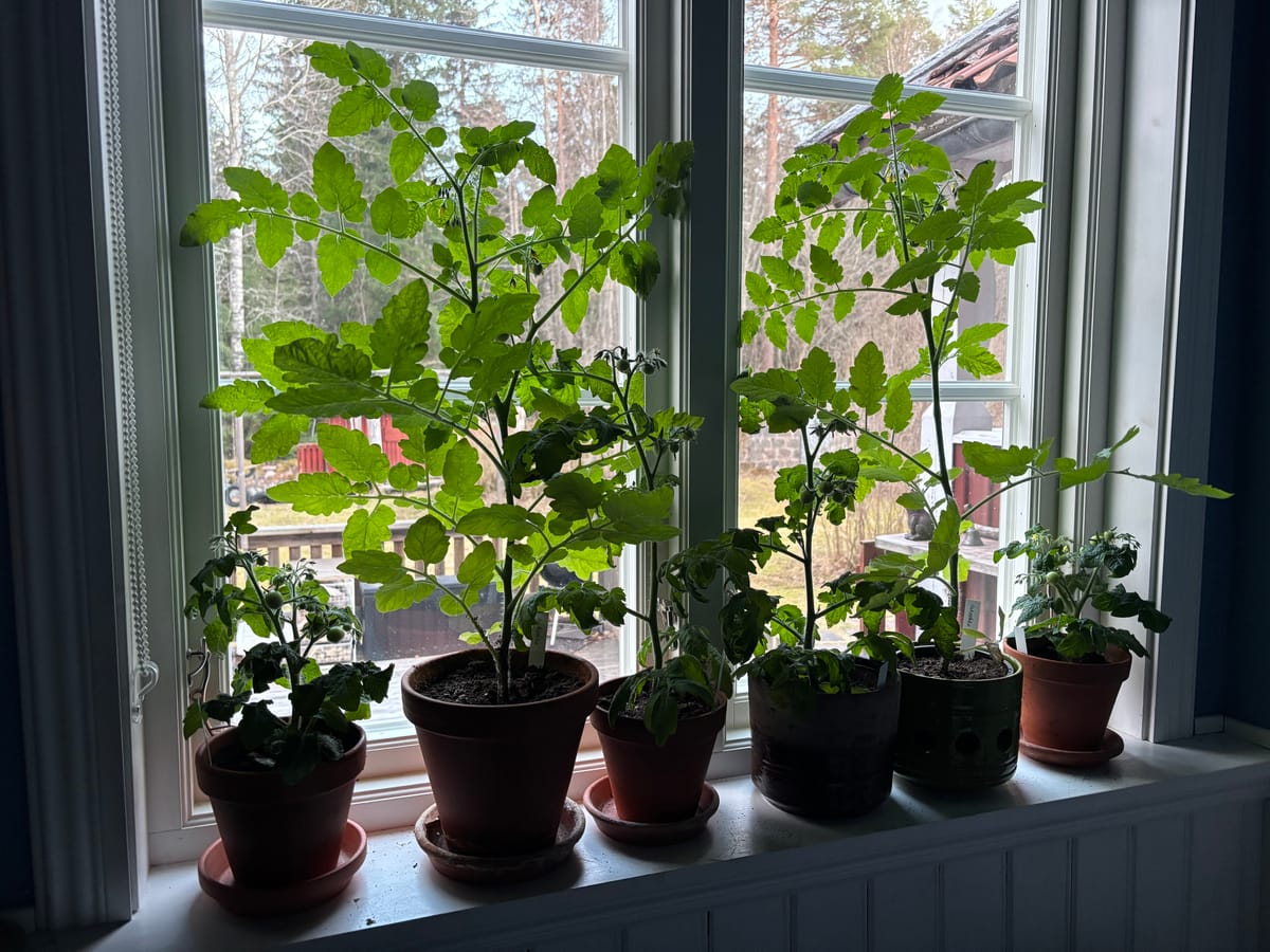 Tomaterna och deras framtidsutsikter