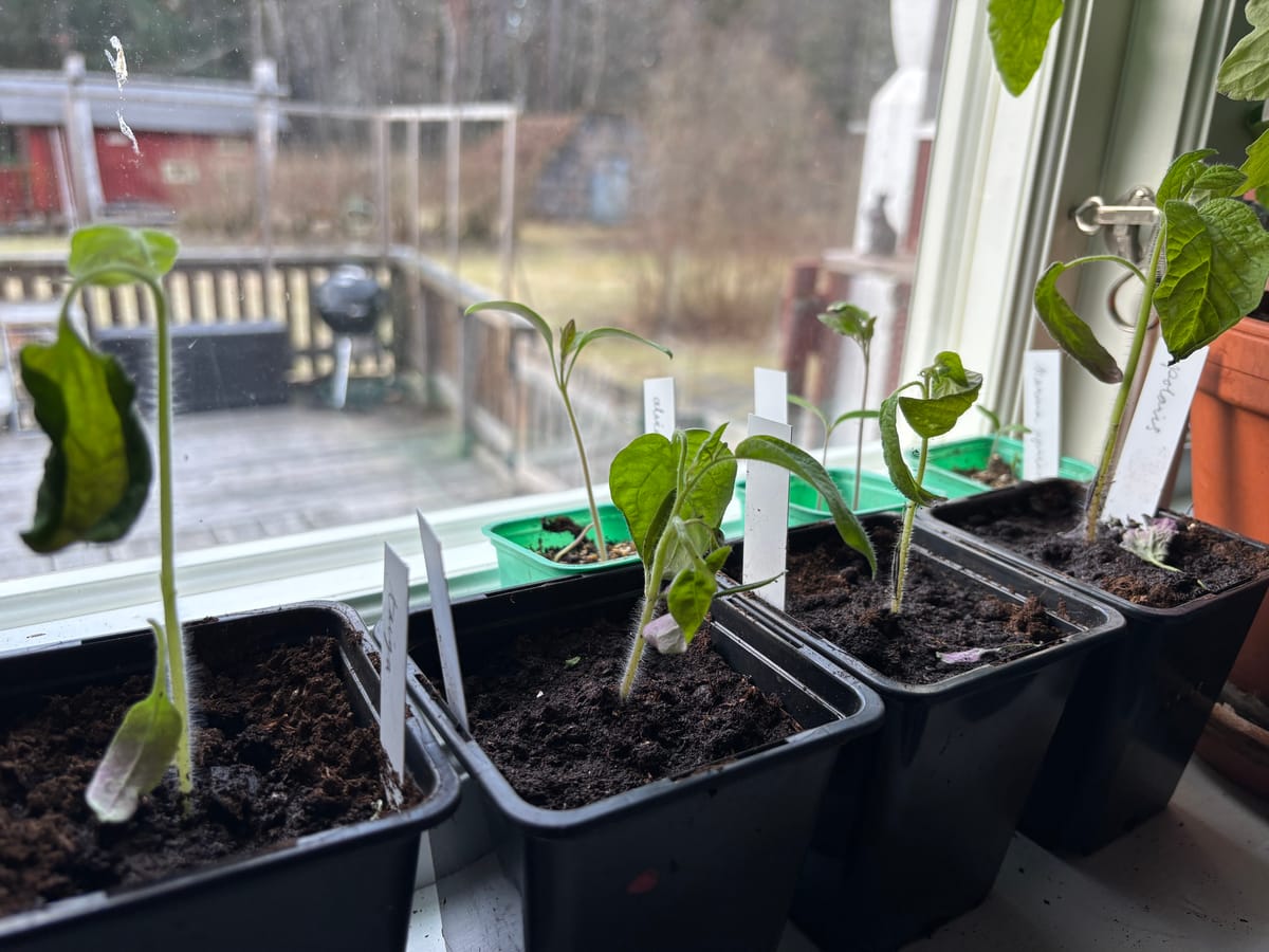Räddningsaktion för tomaterna
