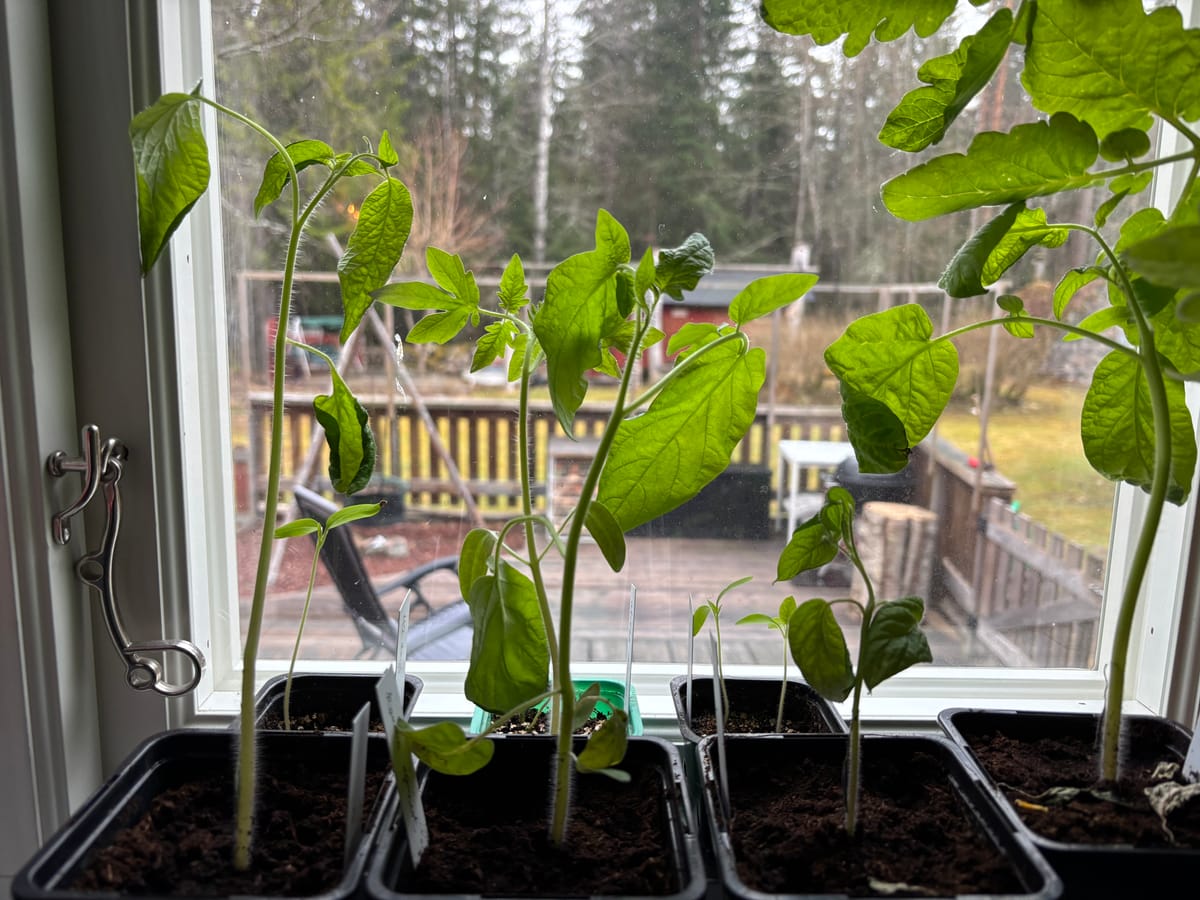 Tomaträddningen