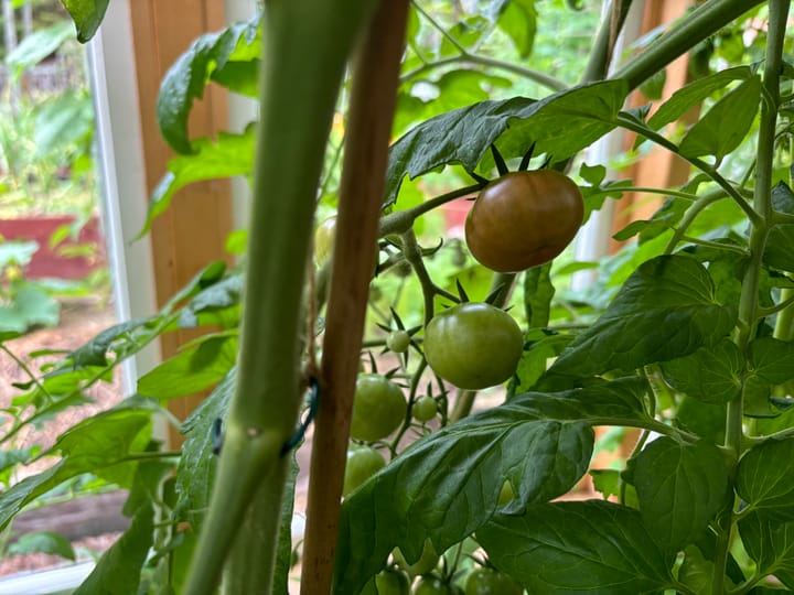 Första tomaten rodnar
