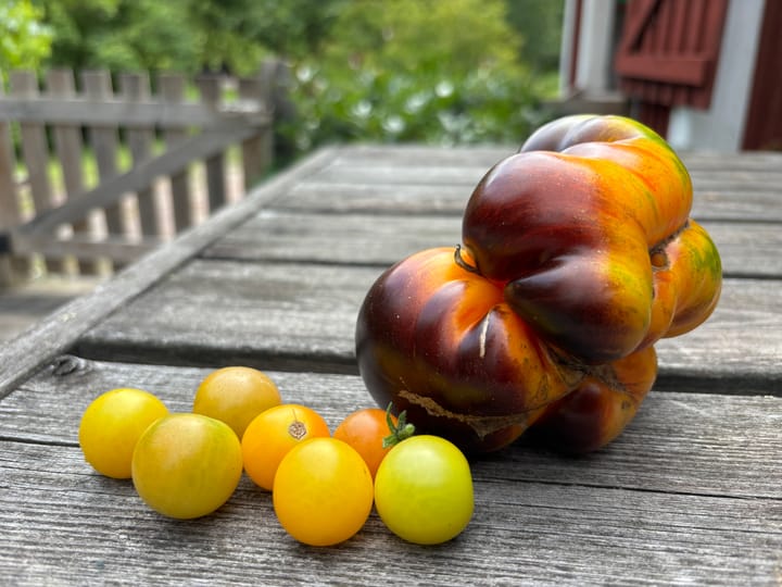 Första bifftomaten