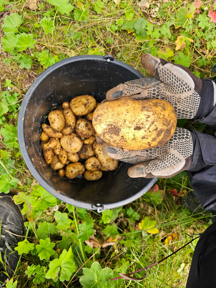 Potatis