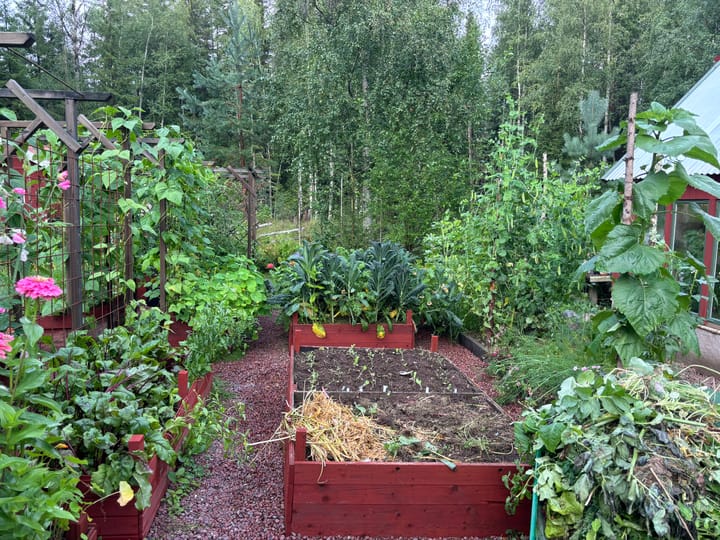 Utplantering av höstkål