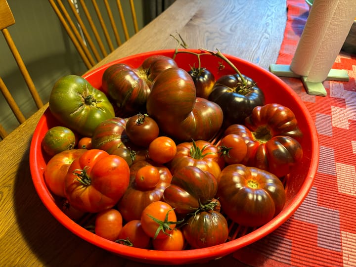 Tomaterna mognar
