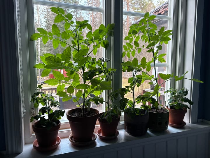 Tomaterna och deras framtidsutsikter