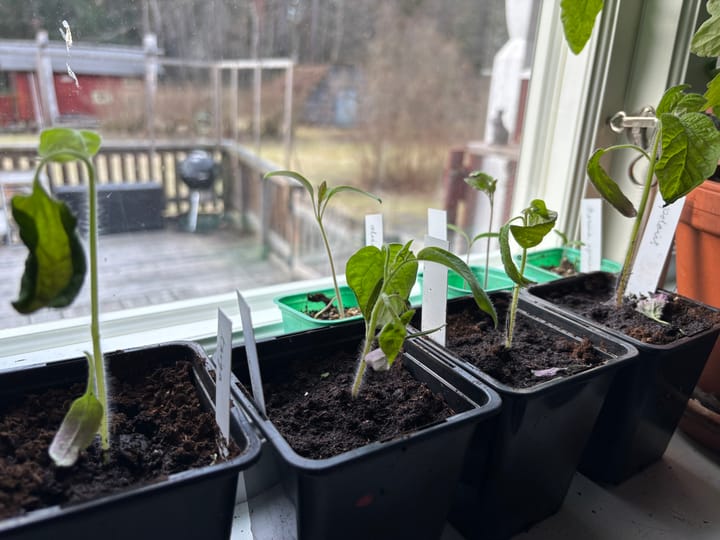 Räddningsaktion för tomaterna