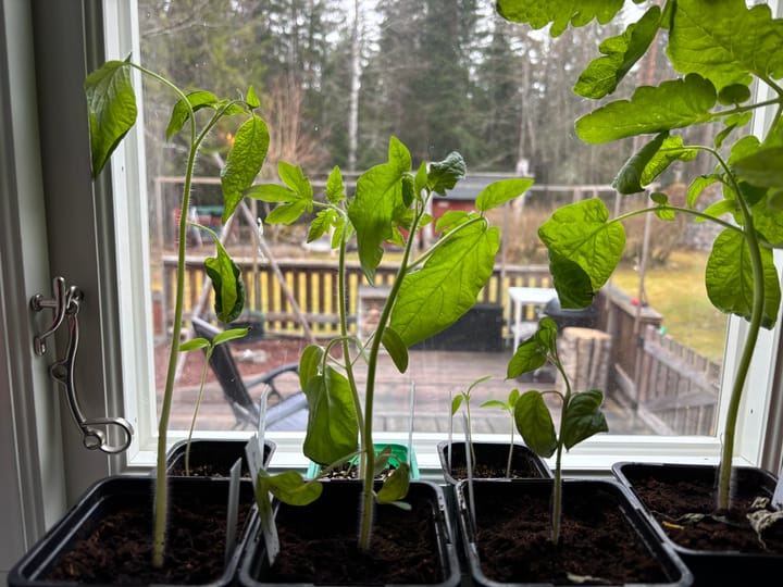 Tomaträddningen