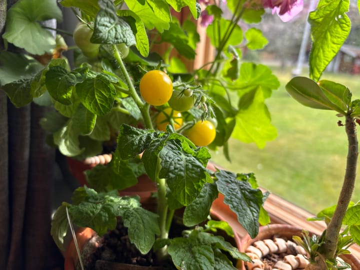 Första mogna tomaterna
