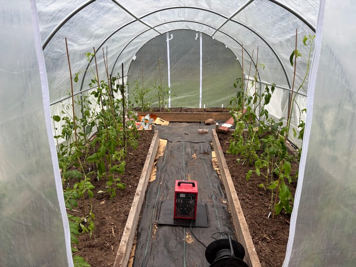 Tomaterna flyttar ut
