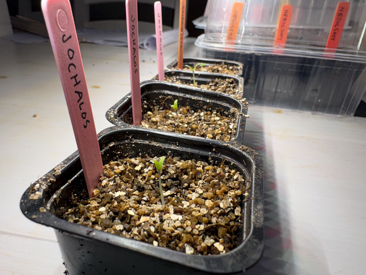 Årets nya tomater 2026